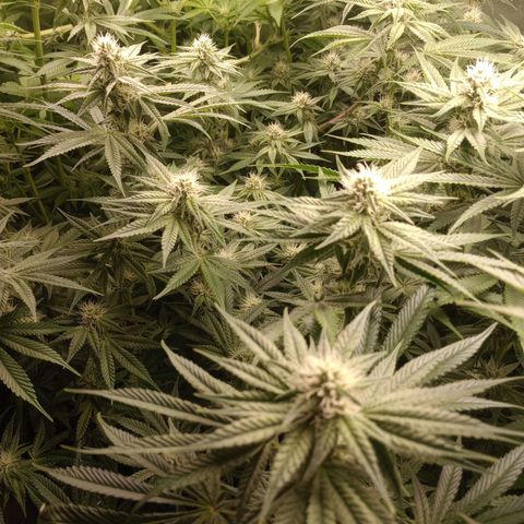 Critical Orange Punch #1 growlog timeline photo