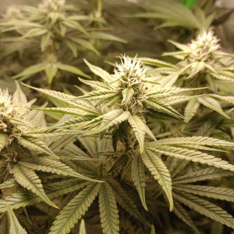 Critical Orange Punch #1 growlog timeline photo