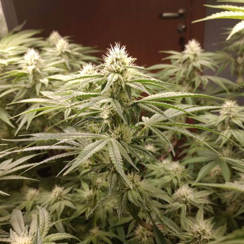 Critical Orange Punch #1 growlog timeline photo
