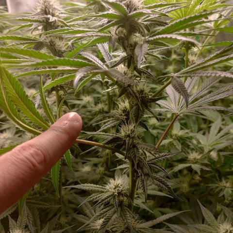 Critical Orange Punch #1 growlog timeline photo