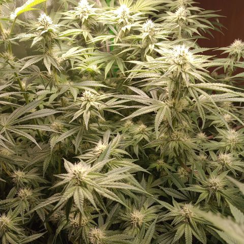 Critical Orange Punch #1 growlog timeline photo