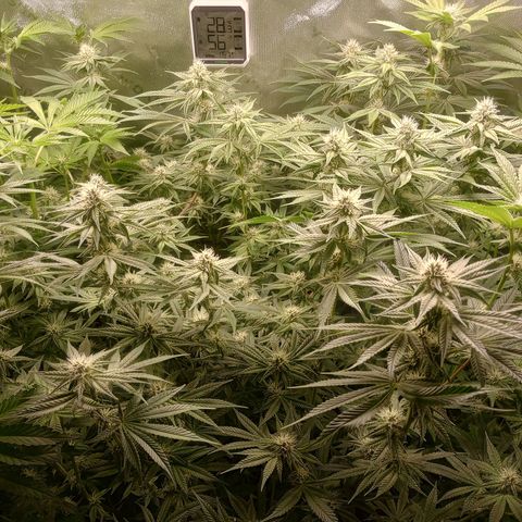 Critical Orange Punch #1 growlog timeline photo