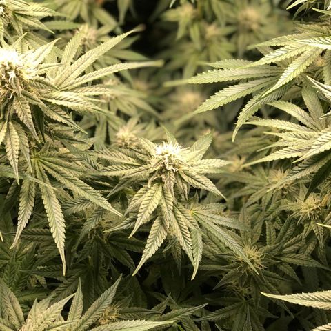 Critical Orange Punch #1 growlog timeline photo