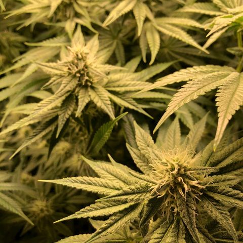 Critical Orange Punch #1 growlog timeline photo