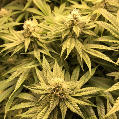 Critical Orange Punch #1 growlog timeline photo