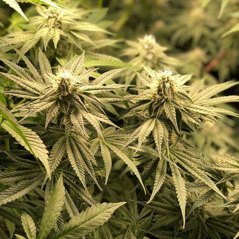 Critical Orange Punch #1 growlog timeline photo