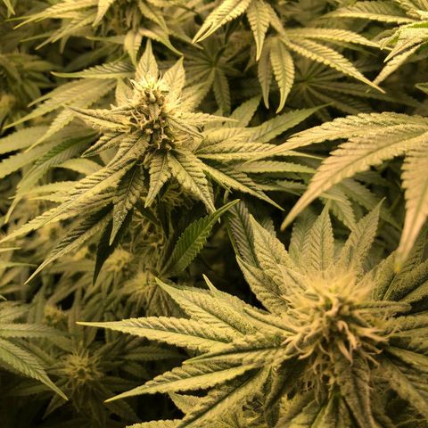 Critical Orange Punch #1 growlog timeline photo