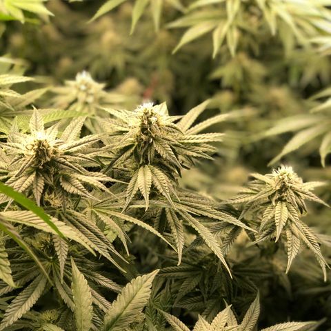 Critical Orange Punch #1 growlog timeline photo