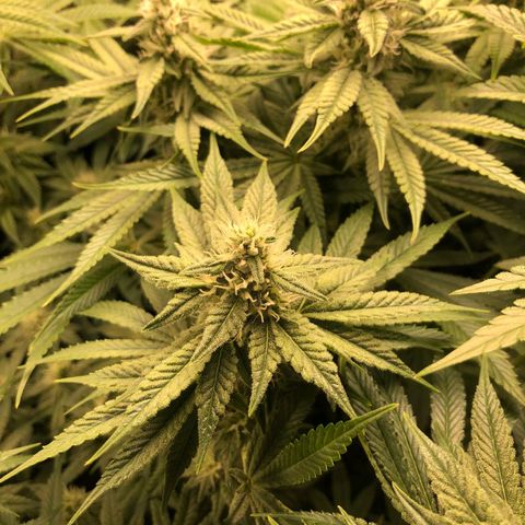 Critical Orange Punch #1 growlog timeline photo