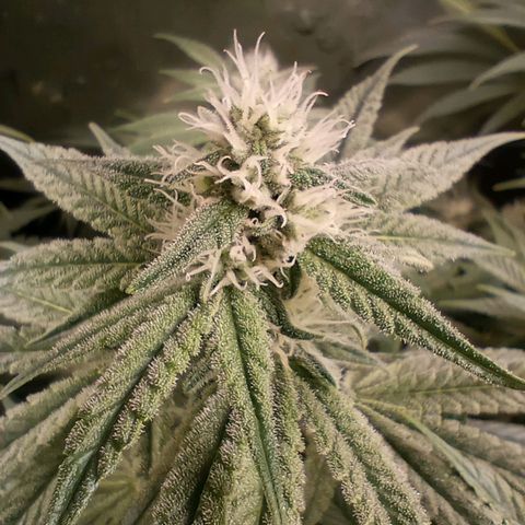 Critical Orange Punch #1 growlog timeline photo