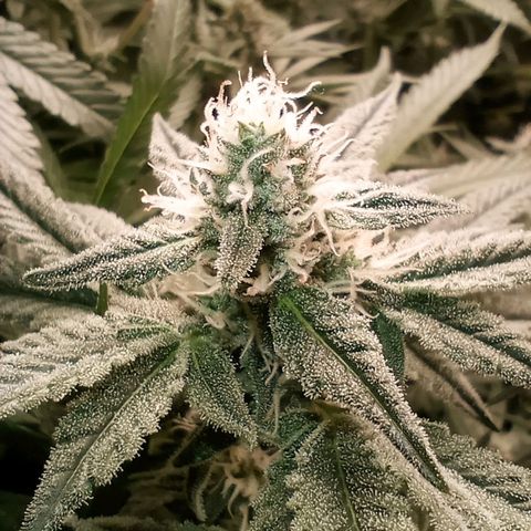 Critical Orange Punch #1 growlog timeline photo