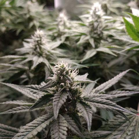 Critical Orange Punch #1 growlog timeline photo