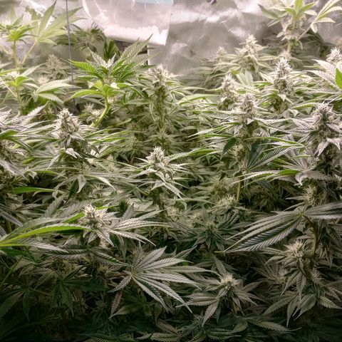 Critical Orange Punch #1 growlog timeline photo