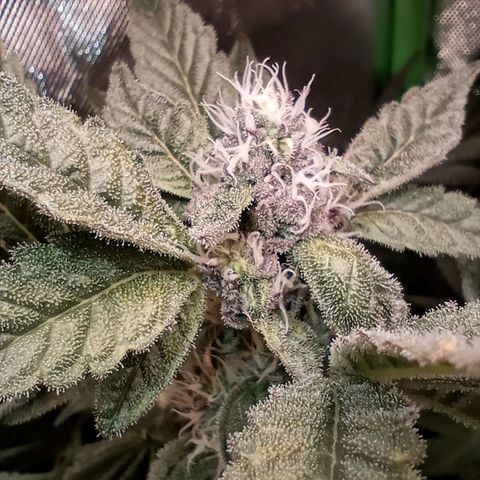 Critical Orange Punch #1 growlog timeline photo