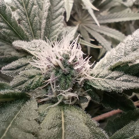 Critical Orange Punch #1 growlog timeline photo