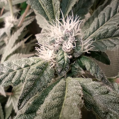 Critical Orange Punch #1 growlog timeline photo