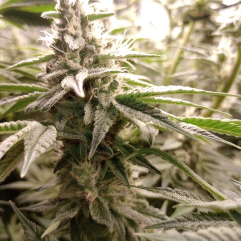 Critical Orange Punch #1 growlog timeline photo