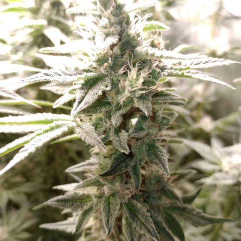 Critical Orange Punch #1 growlog timeline photo