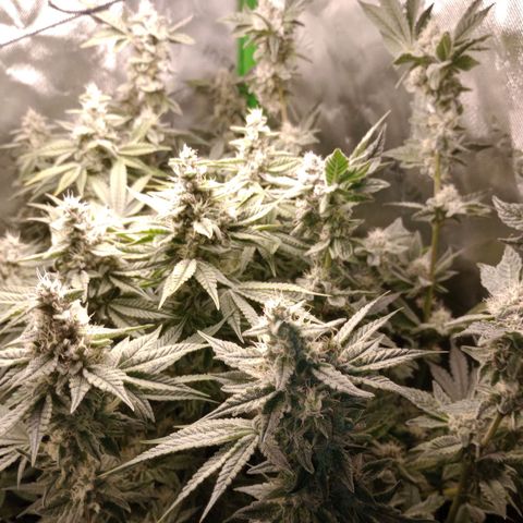 Critical Orange Punch #1 growlog timeline photo
