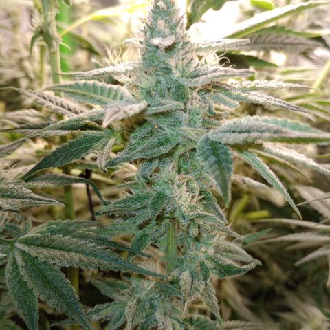 Critical Orange Punch #1 growlog timeline photo