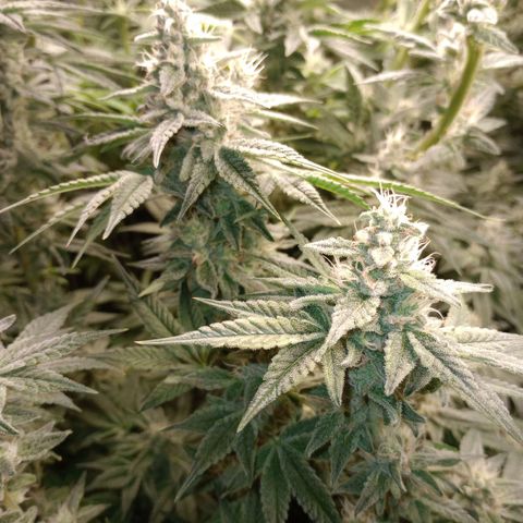Critical Orange Punch #1 growlog timeline photo