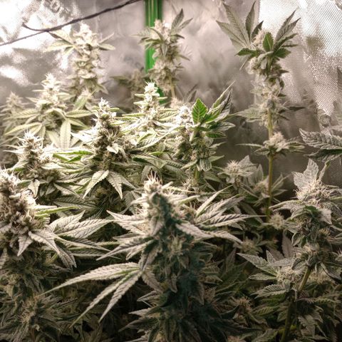 Critical Orange Punch #1 growlog timeline photo