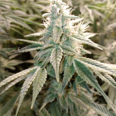 Critical Orange Punch #1 growlog timeline photo