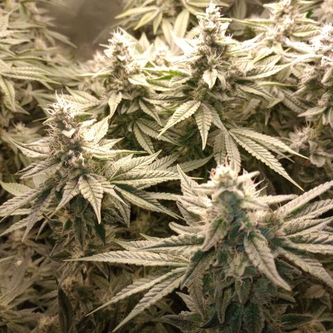 Critical Orange Punch #1 growlog timeline photo
