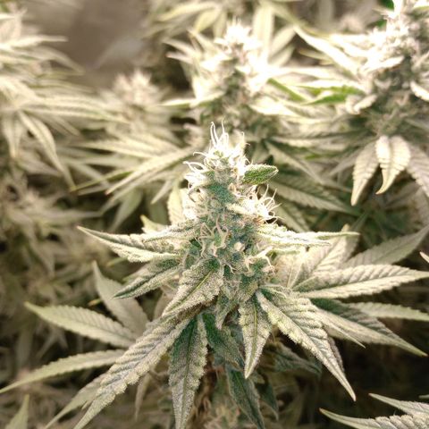 Critical Orange Punch #1 growlog timeline photo