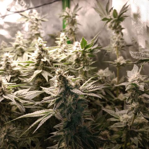 Critical Orange Punch #1 growlog timeline photo