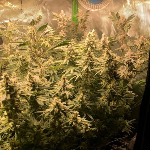 Critical Orange Punch #1 growlog timeline photo