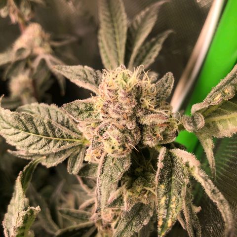 Critical Orange Punch #1 growlog timeline photo