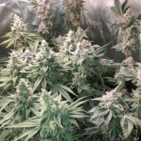 Critical Orange Punch #1 growlog timeline photo