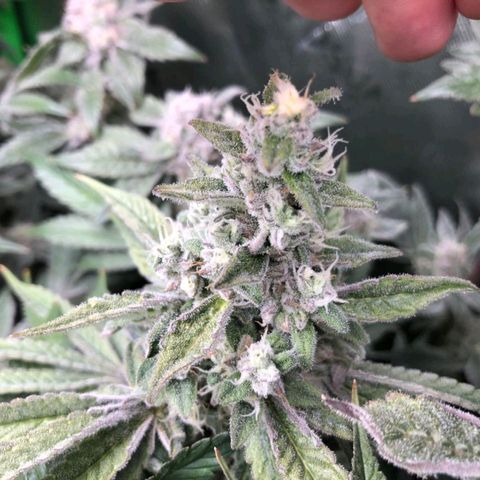 Critical Orange Punch #1 growlog timeline photo
