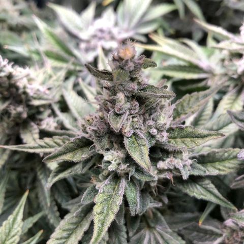 Critical Orange Punch #1 growlog timeline photo