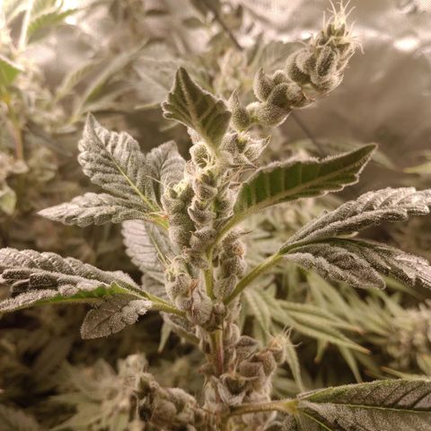 Afghani Gold growlog timeline photo