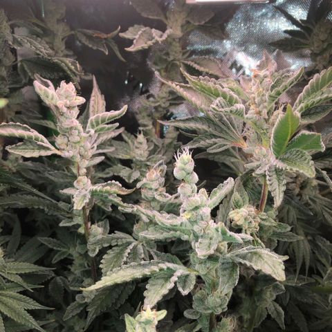 Afghani Gold growlog timeline photo