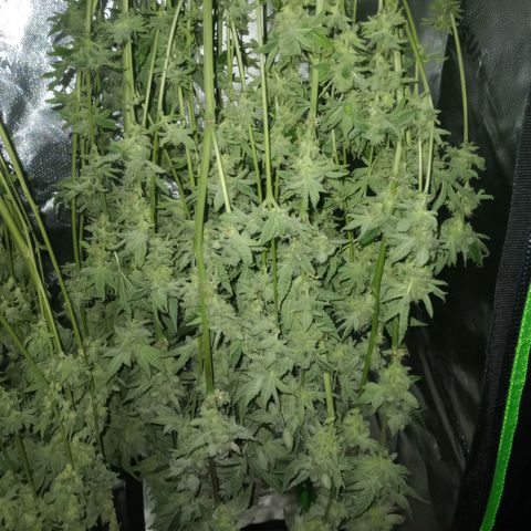 Critical Orange Punch #1 growlog timeline photo
