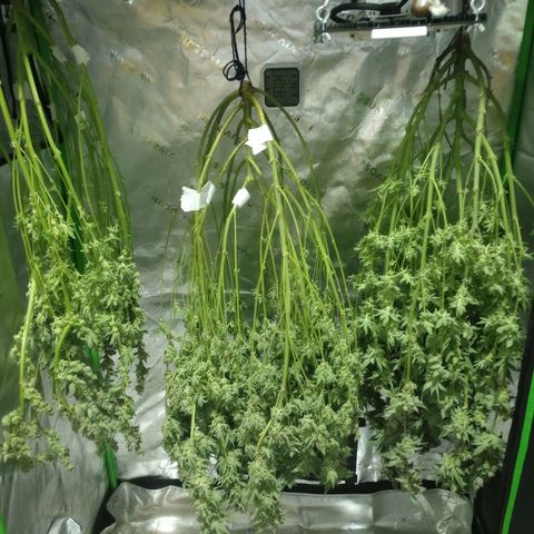 Critical Orange Punch #1 growlog timeline photo