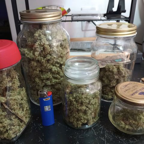 Critical Orange Punch #1 growlog timeline photo