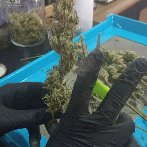 Critical Orange Punch #1 growlog timeline photo