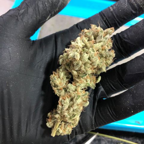 Critical Orange Punch #1 growlog timeline photo