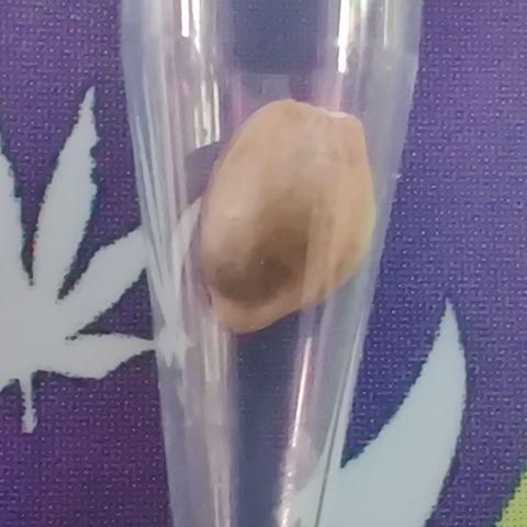 Fat Monkey Auto growlog timeline photo