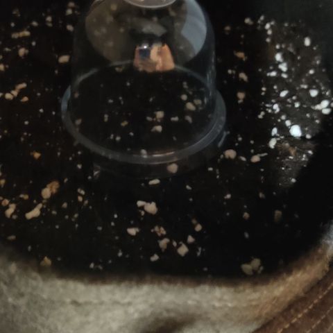 Fat Monkey Auto growlog photo: Samen in die Erde 
