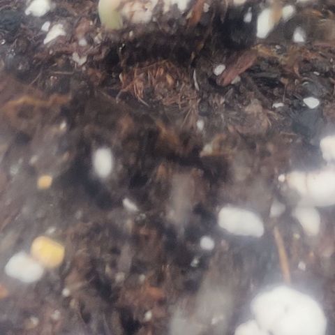 Fat Monkey Auto growlog timeline photo