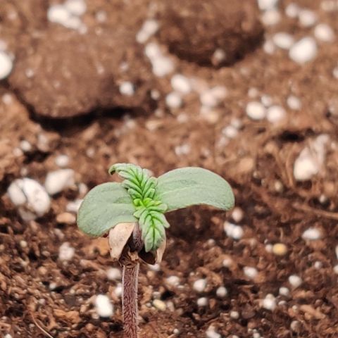 Fat Monkey Auto growlog timeline photo