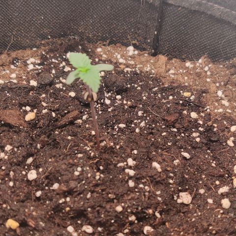 Fat Monkey Auto growlog timeline photo