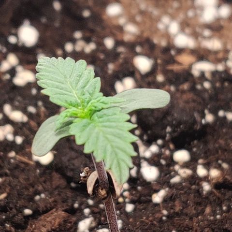 Fat Monkey Auto growlog timeline photo