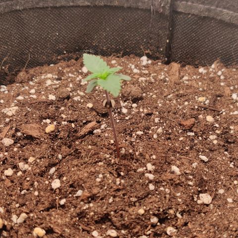 Fat Monkey Auto growlog timeline photo