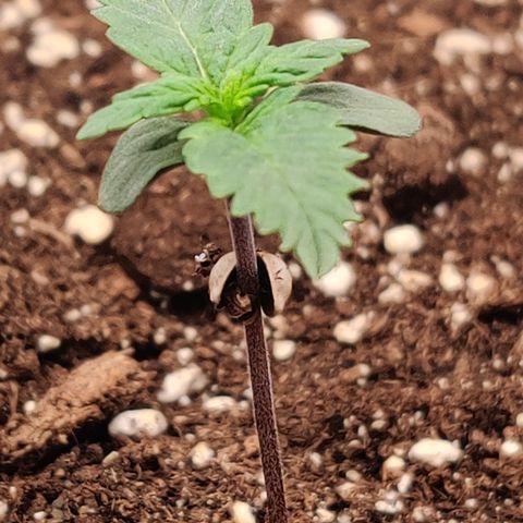 Fat Monkey Auto growlog timeline photo